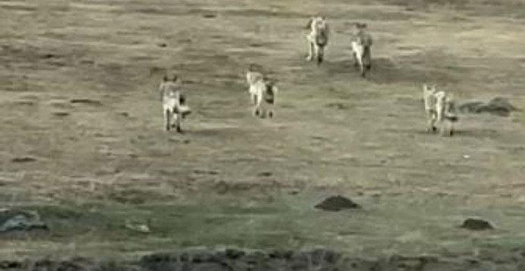 Kurt Sürüsü Kış Şartlarında Yiyecek Ararken Görüntülendi