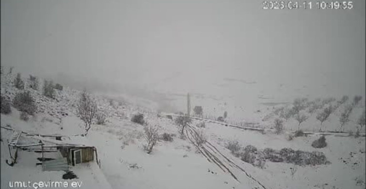 Kurt Sürüsü Köyde Kameralara Yansıdı