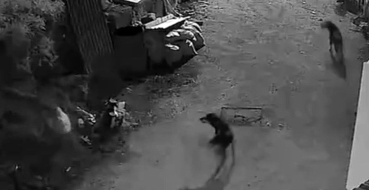 Kurtlar, Bozkurt İlçesinde Köpeği Boğdu