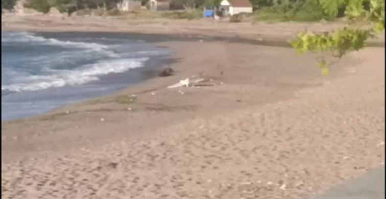 Kurucaşile'de plajda silahlı insansız hava aracı bulundu