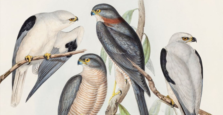 Kuş Kolektifi İlk Konserini Pera Müzesi'nde Gerçekleştiriyor