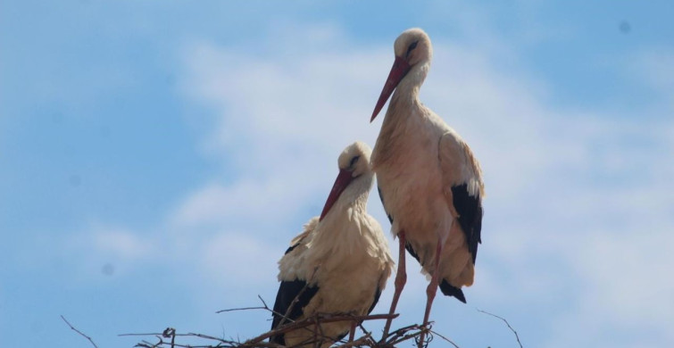 Kuşadası'nda 40 Yıl Aradan Sonra Leylek Sevinci