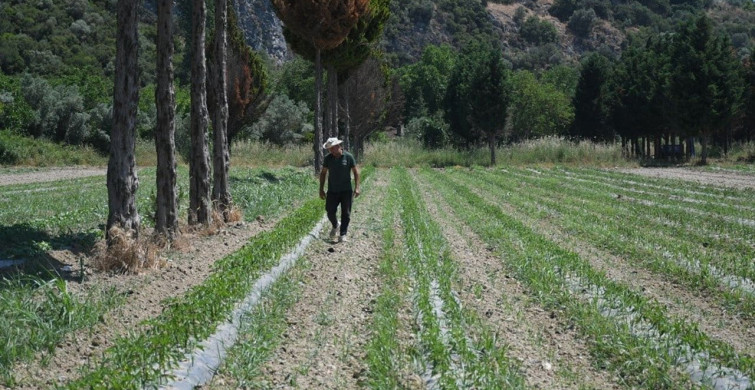 Kuşadası'nda Adabahçe Yaz Hasadı Başlamak Üzere