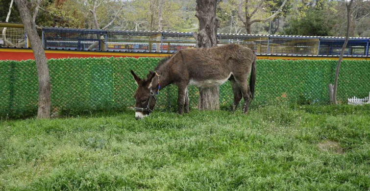 Kuşadası’nda Çamurdan Kurtarılan Eşek Koruma Altına Alındı