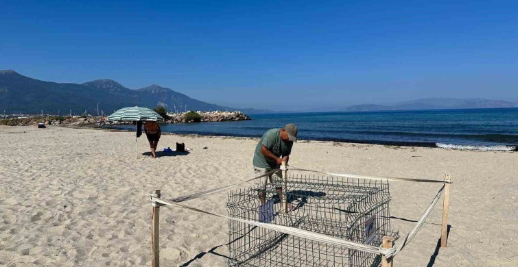 Kuşadası'nda duyarlı gençlerin ihbarıyla caretta caretta yuvası koruma altına alındı