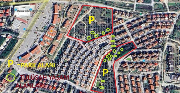 Kuşadası'nda Endemik Tülüşah Bitkisine Yapılan Tahribat İncelendi