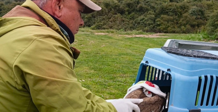 Kuşadası'nda Yaralı Şahin Doğaya Kavuştu