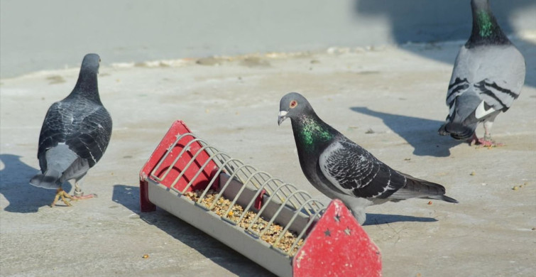 Kuşçu Çaycı İsmail Demirkol'un Posta Güvercini Başarısı