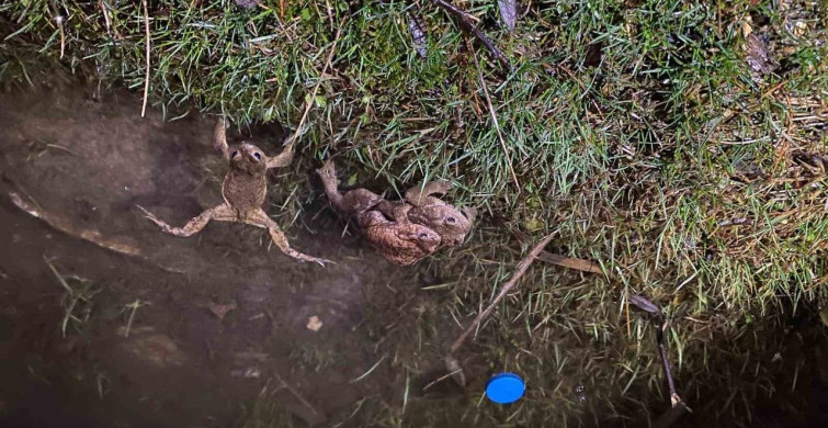 Kütahya'da 5 Bin Yıllık Kurbağa Göçü Yeniden Başladı