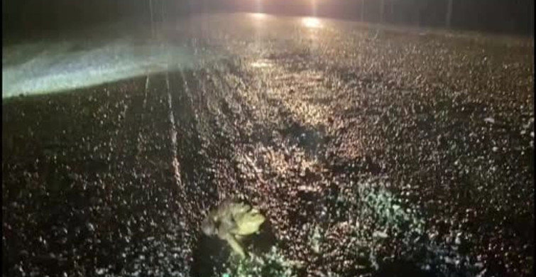 Kütahya'da 5 Bin Yıllık Kurbağa Göçü Yeniden Başladı