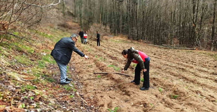 Kütahya'da Hibeli Ahududu Bahçelerine Saha Kontrolleri