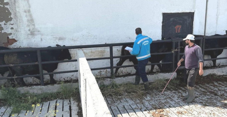 Kütahya'da İthal Besilik Danalara Sağlık Kontrolleri Yapıldı