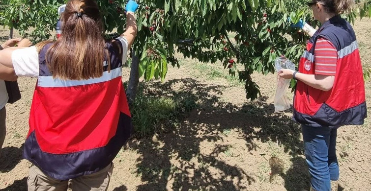 Kütahya'da kiraz hasadı öncesi pestisit denetimleri başladı
