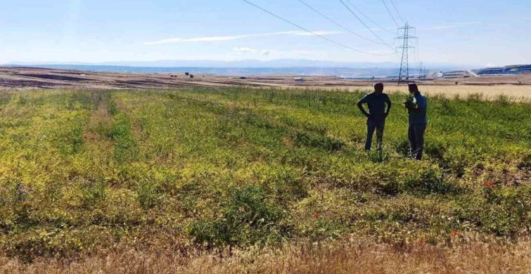 Kütahya'da nohut ve barbunya demonstrasyon alanlarında inceleme