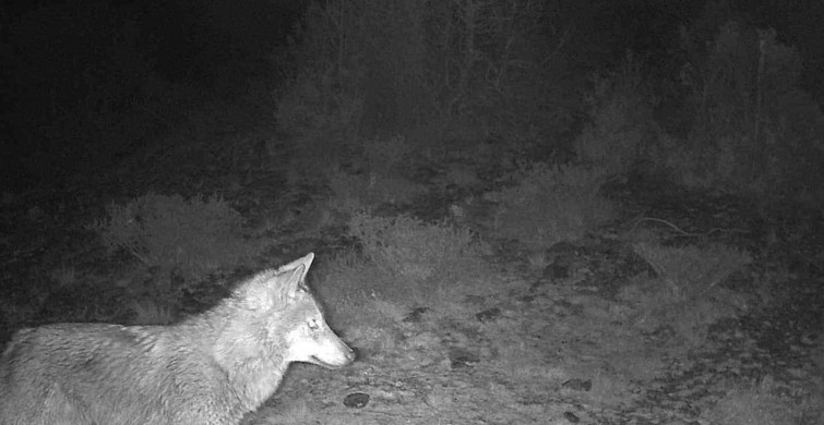 Kütahya'da Yaban Hayatı Fotokapanlarla Belgelendi