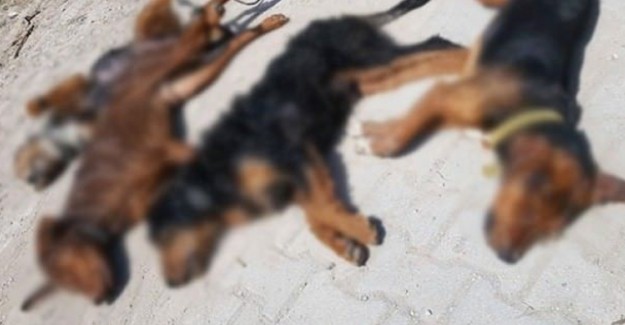 Kütahya'nın Tavşanlı İlçesinde 10 Av Köpeği Telef Edildi