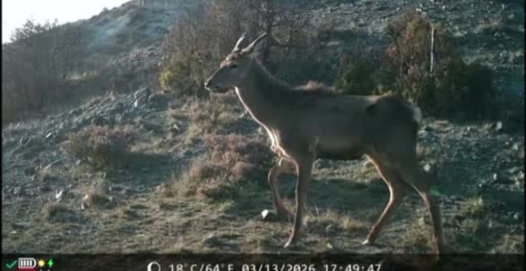 Kütahya'nın Yaban Hayatı Fotokapana Yansıdı