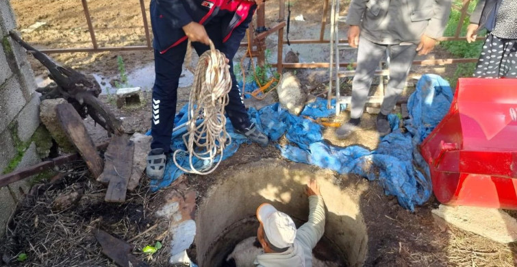 Kuyuya Düşen Buzağı Zorlu Çalışmayla Kurtarıldı