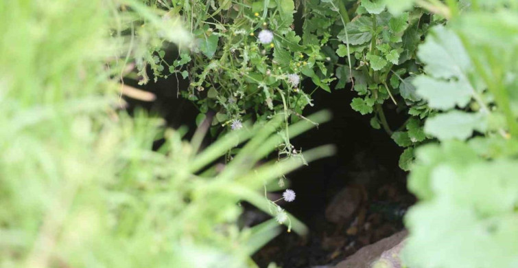 Kuyuya Düşen Koyunu Kurtaran Esnafın Öyküsü