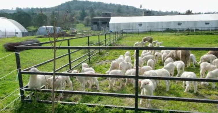 Kuzular Baharın Gelmesiyle Anne Koyunlarıyla Buluştu