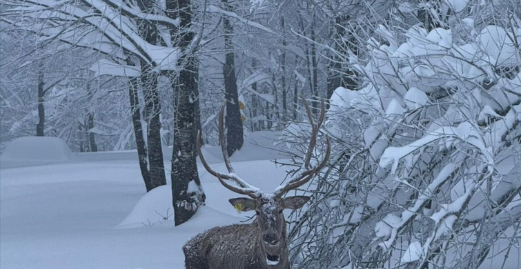 Kuzuyayla Tabiat Parkı'nda Kızıl Geyik Görüntülendi