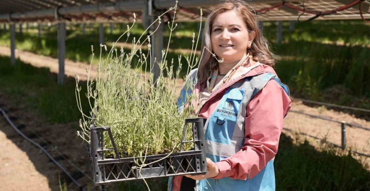 Ladik'te çiftçiler için enerji ve tarımı birleştiren model