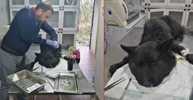 Lastik Kullanarak Köpeği Öldürmeye Yeltendiler