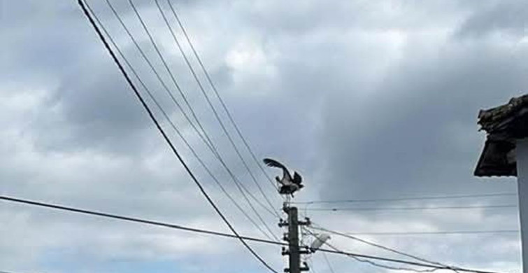 Leylek Dereköy'de Yuva Sorunu ile Karşı Karşıya