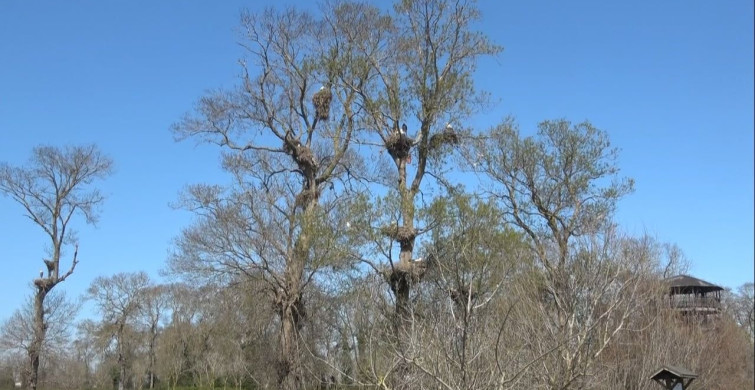 Leylek Ormanı'nda Bahar Coşkusu