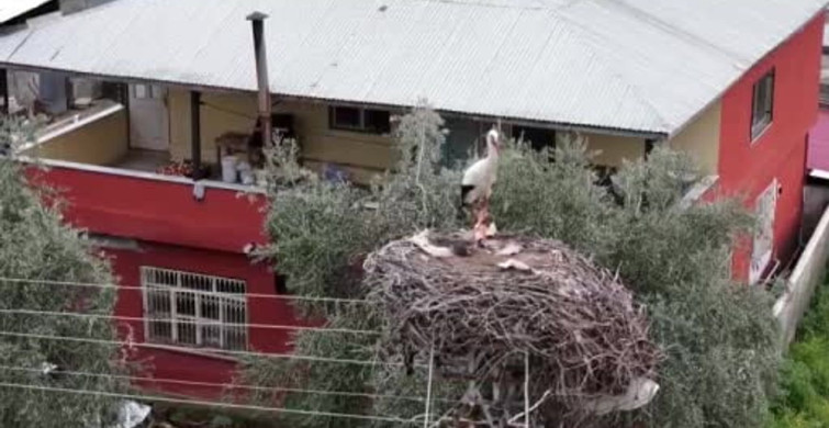 Leylekler Baharın Müjdecisi Olarak Geleneklerini Sürdürüyor