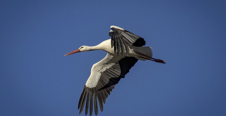 Leylekler Baharın Müjdecisi Olarak Karakaya Barajı'na Dönüyor