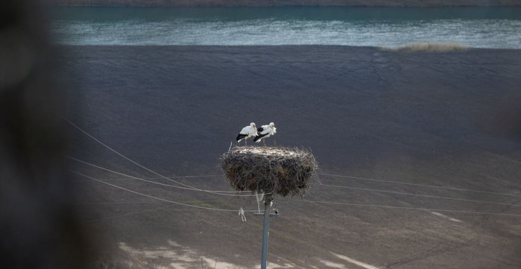 Leylekler Baharın Müjdecisi Olarak Tunceli'ye Dönüyor