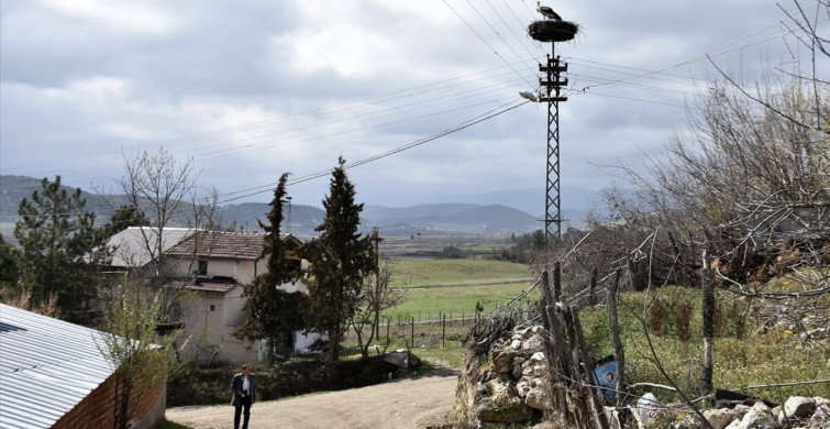 Leylekler Baharın Müjdecisi: Sinop Cuma Ovası'na Dönüş