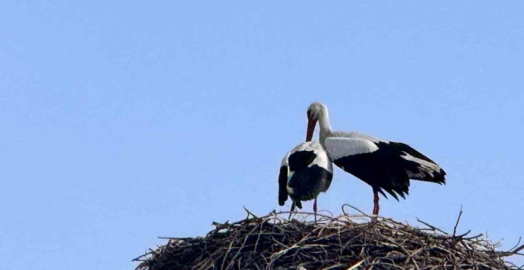 Leyleklerin Ardahan'a Gelişi