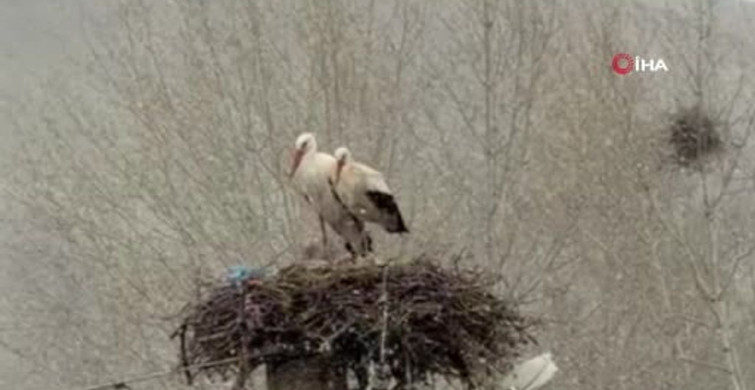 Leyleklerin İlkbahar Göçü Sivas’ta Karla Sürprizle Karşılaştı