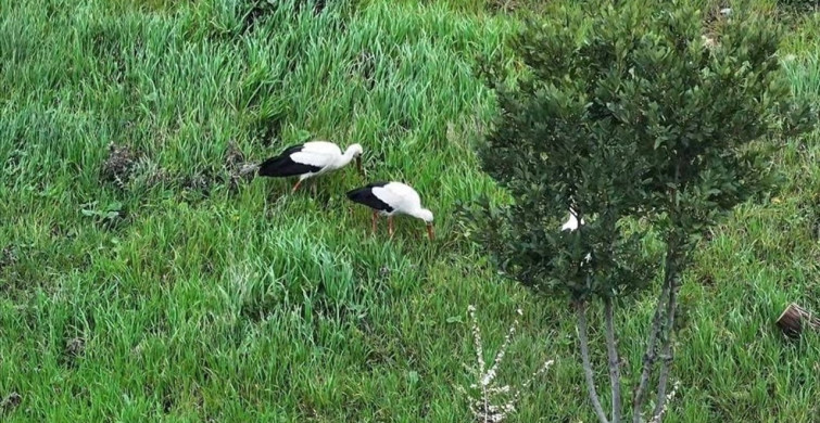Leyleklerin İstanbul Mola Noktası: 15 Temmuz Millet Bahçesi