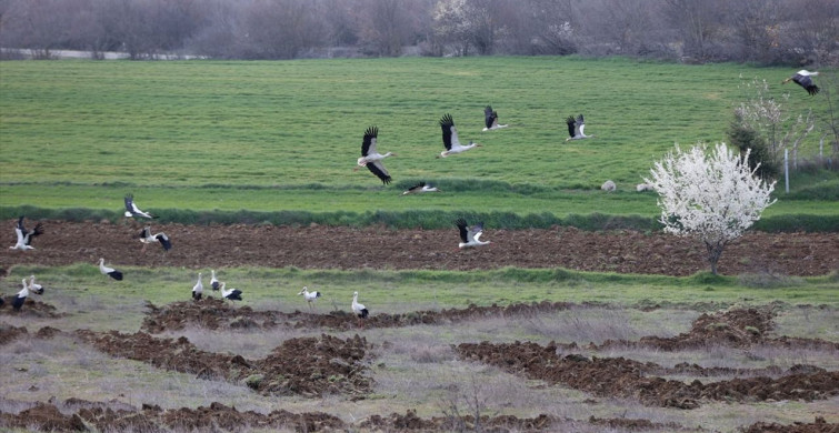 Leyleklerin Kırklareli'nde Mola Verişi