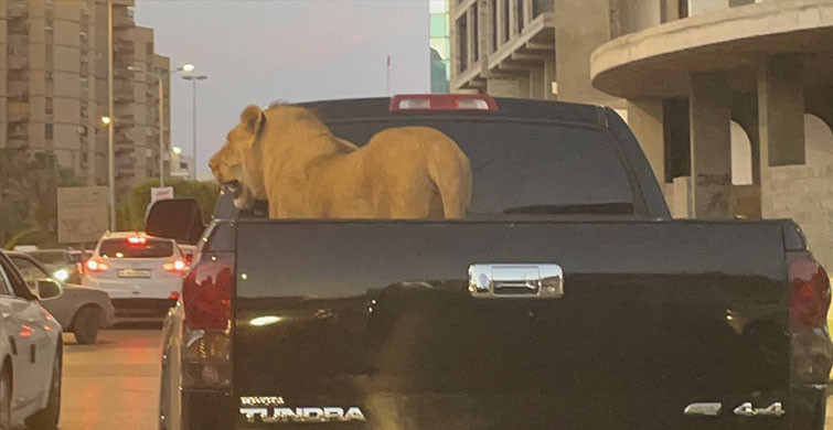 Libya’da Aslan Pikabın Kasasında Taşındı