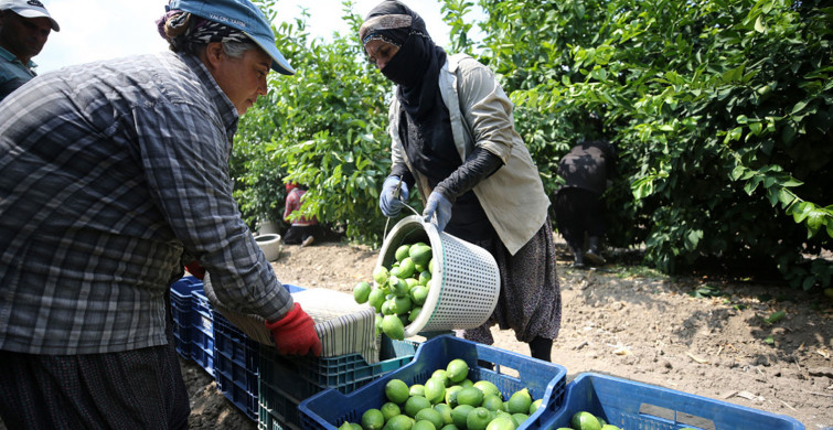 Limonda Hasada Başlandı Hedef 500 Bin Tondan Fazla İhracatın Yapılması