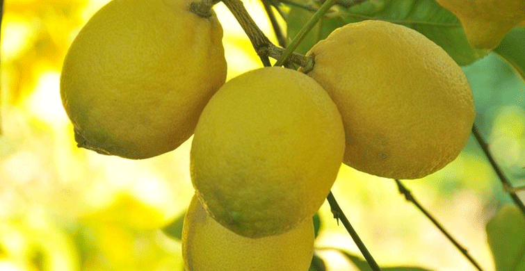 Limonda Verim Azaldı Fiyat Yükseldi