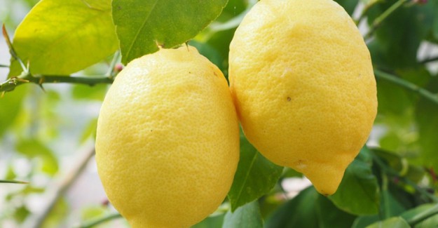 Limonun Hiç Duymadığınız Faydaları