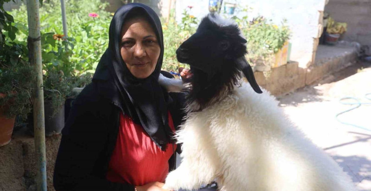 Lösemi kaybının ardından kuzu ile yeni bir arkadaşlık kurdu