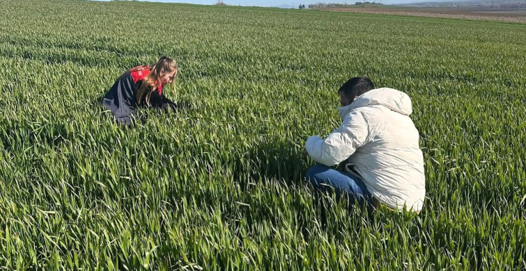 Lüleburgaz ve Pehlivanköy’de Hububat Tarlaları Takipte