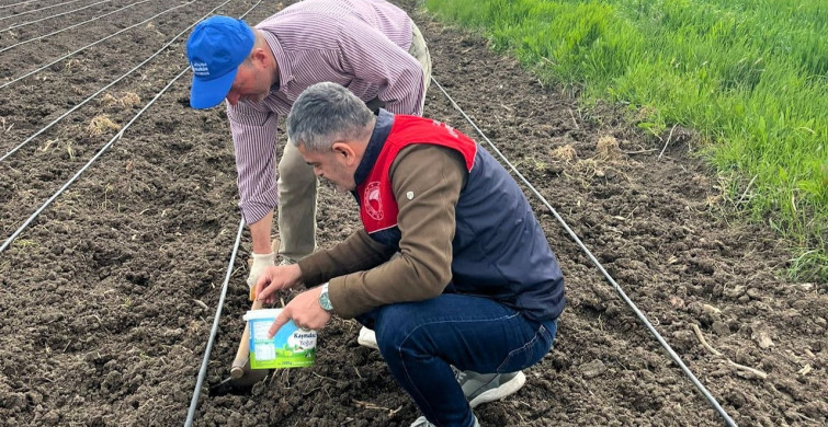 Lüleburgaz'da Çerezlik Kabak Çekirdeği Ekimi Başladı