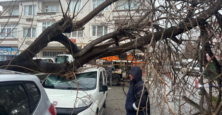 Lüleburgaz'da Fırtına Sonrası Ağaç Devrildi