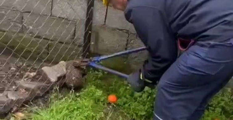 Mahsur Kalan Kirpi İtfaiye Ekipleri Tarafından Kurtarıldı