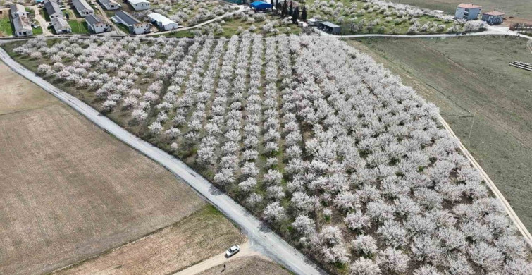 Malatya Kayısı Üretiminde İklim Endişeleri Sürüyor