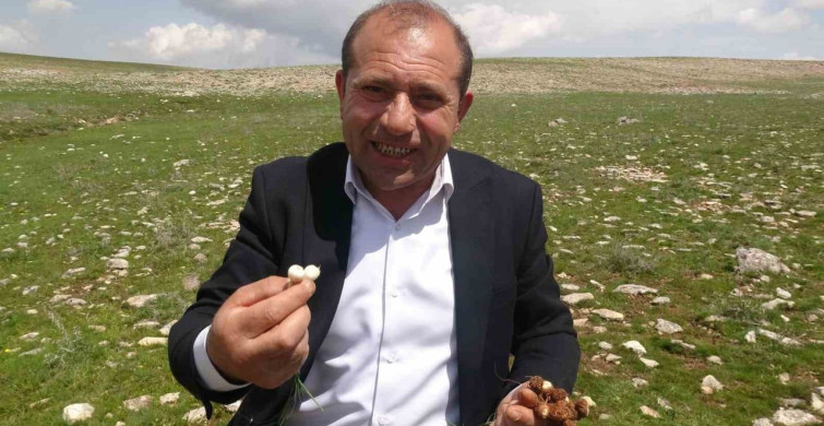 Malatya'da Çiğdem Toplama Geleneği ve Ekonomik Katkıları