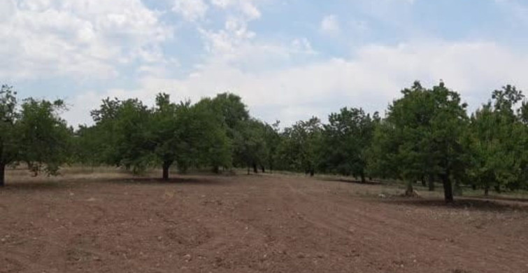 Malatya'da dut pekmezi üretimi artış gösterdi