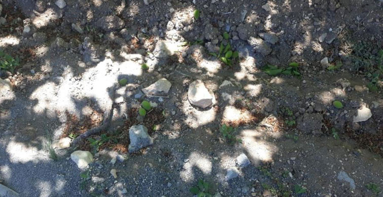 Malatya’da Etkili Olan Rüzgar Kayısı Bahçelerini Zarara Uğrattı
